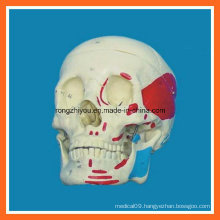 Life Size Human Muscular Skull Model for Sale